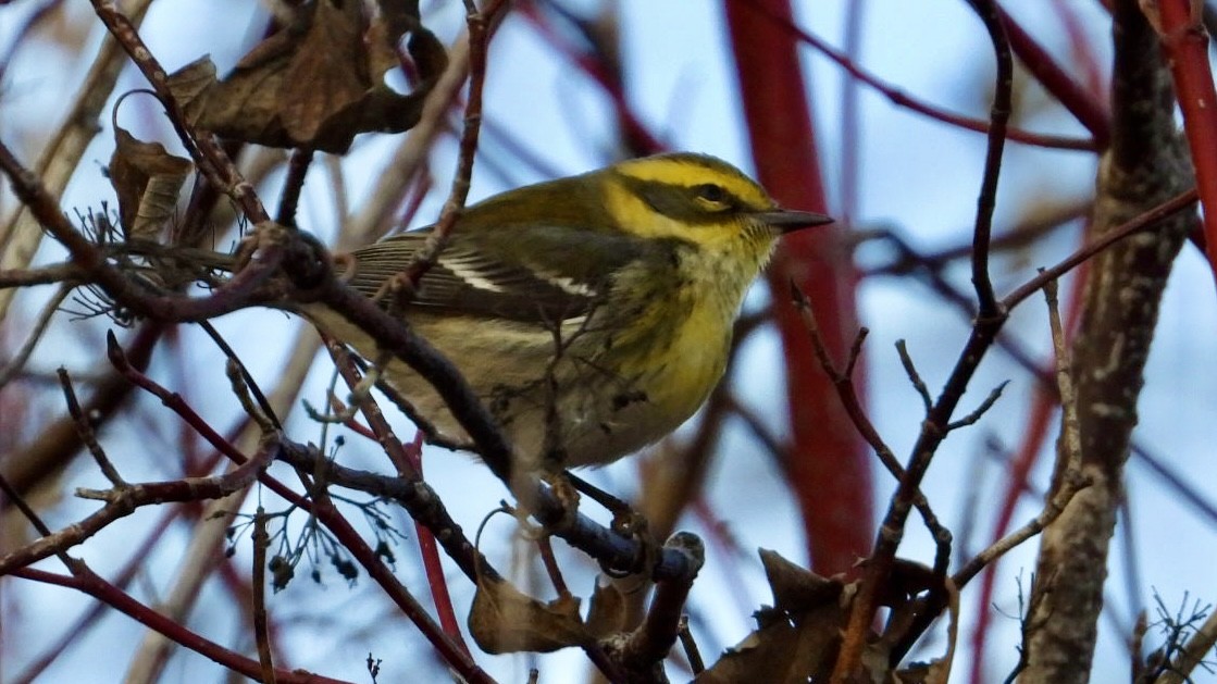 Townsend's Warbler - ML646013532