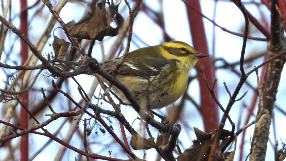 Townsend's Warbler - ML646013533