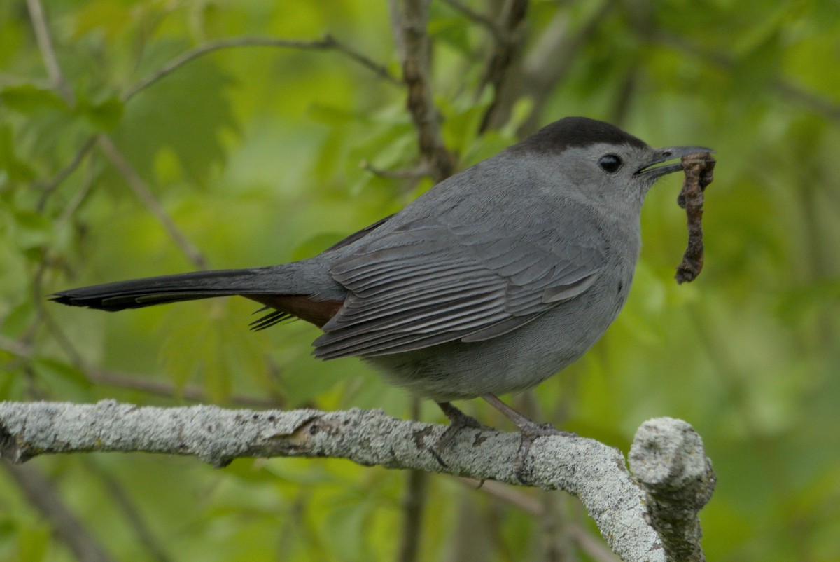 Gray Catbird - ML646013534