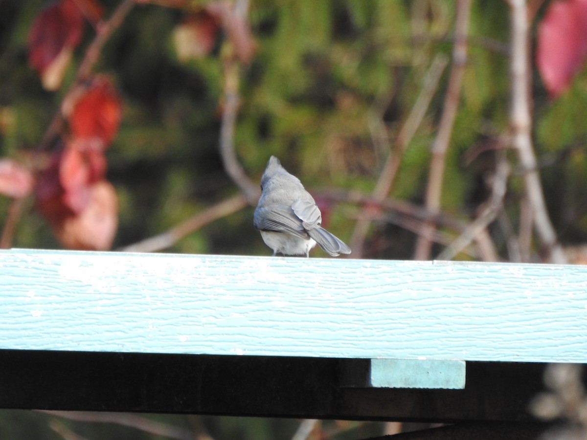 Tufted Titmouse - ML646013538