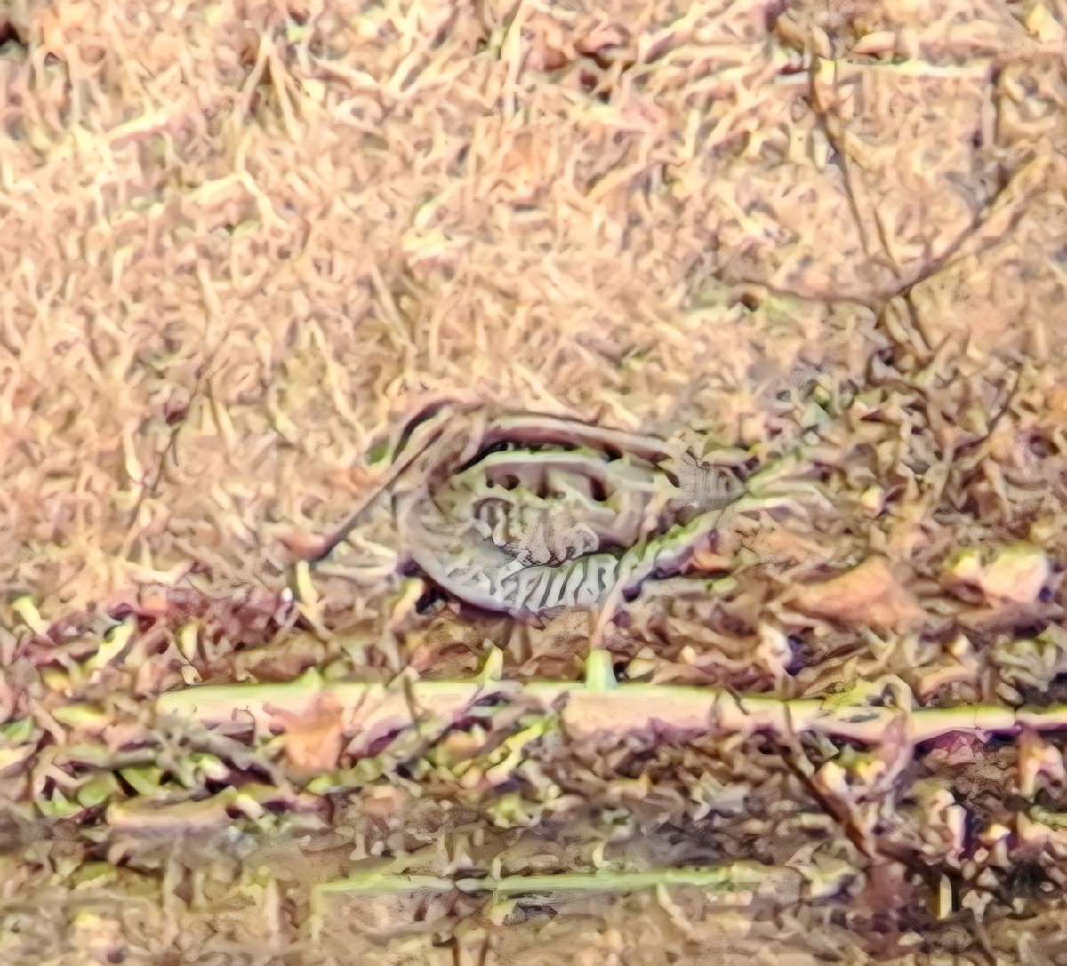 Wilson's Snipe - ML646013549