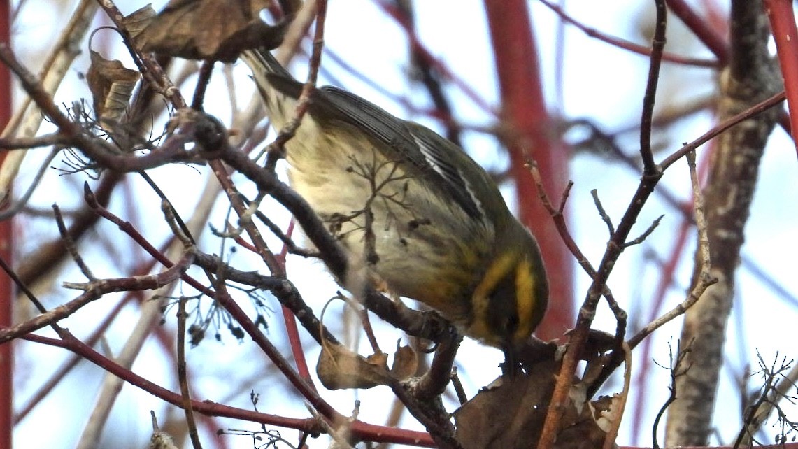 Townsend's Warbler - ML646013550