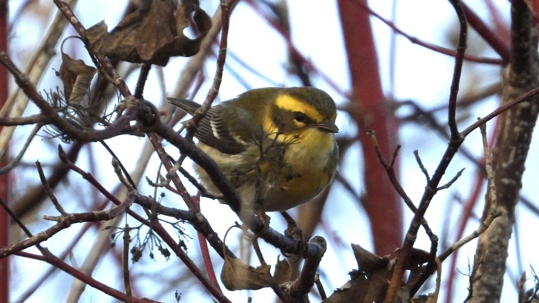 Townsend's Warbler - ML646013551
