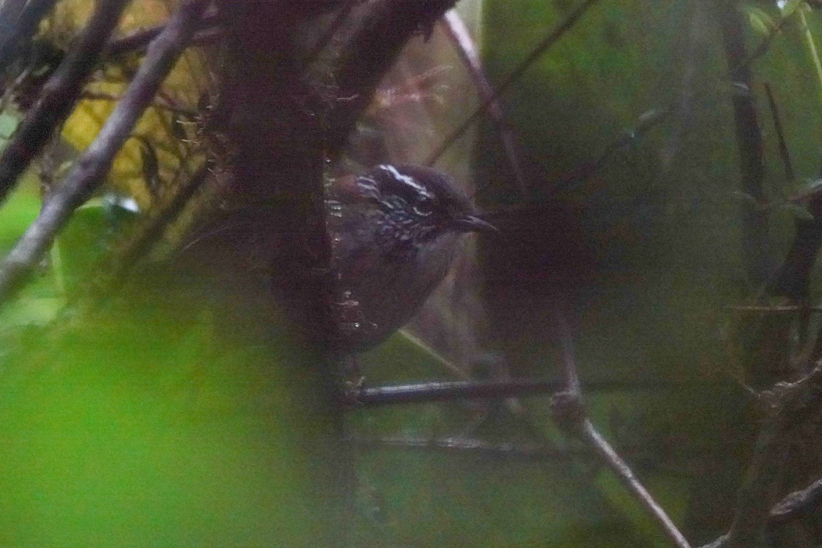 Bar-winged Wood-Wren - ML646013553