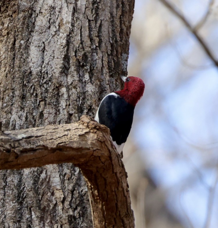 Red-headed Woodpecker - ML646013554