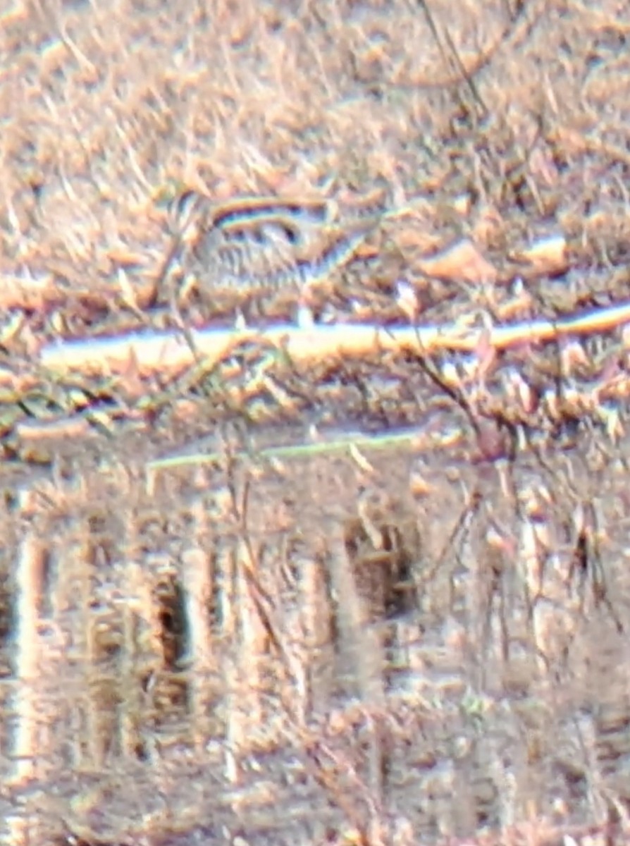 Wilson's Snipe - ML646013555