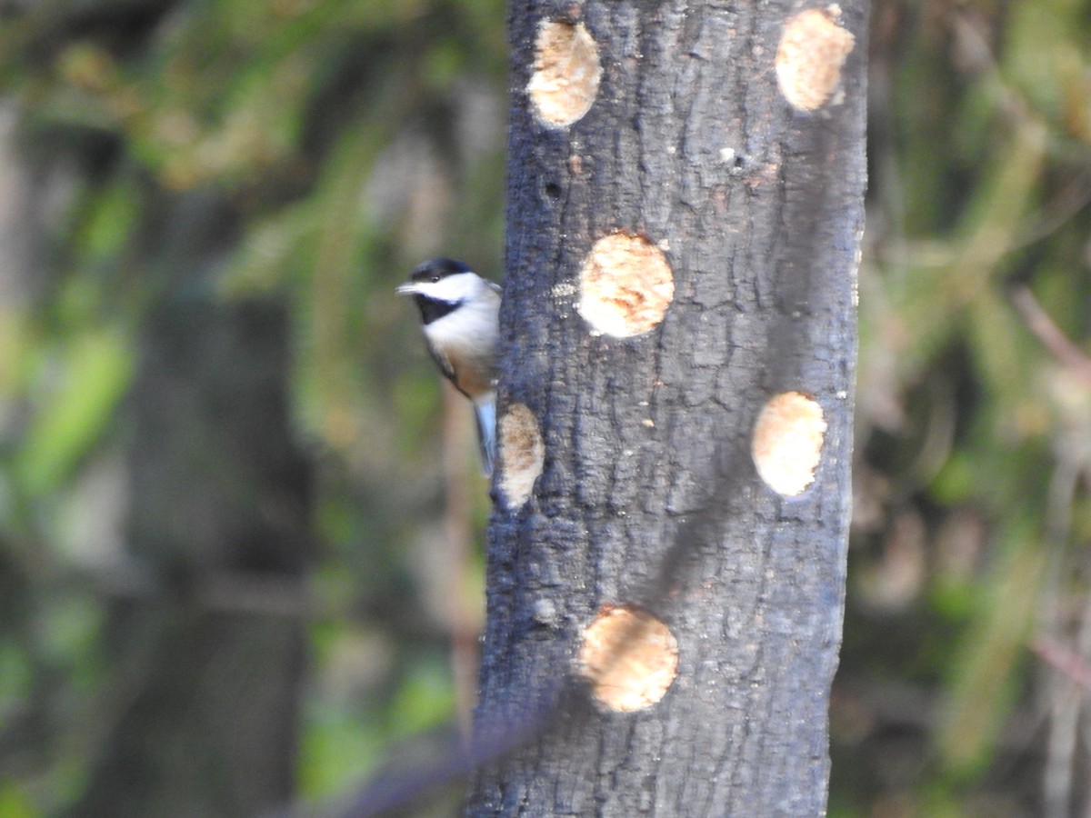 Каролинская гаичка - ML646013567