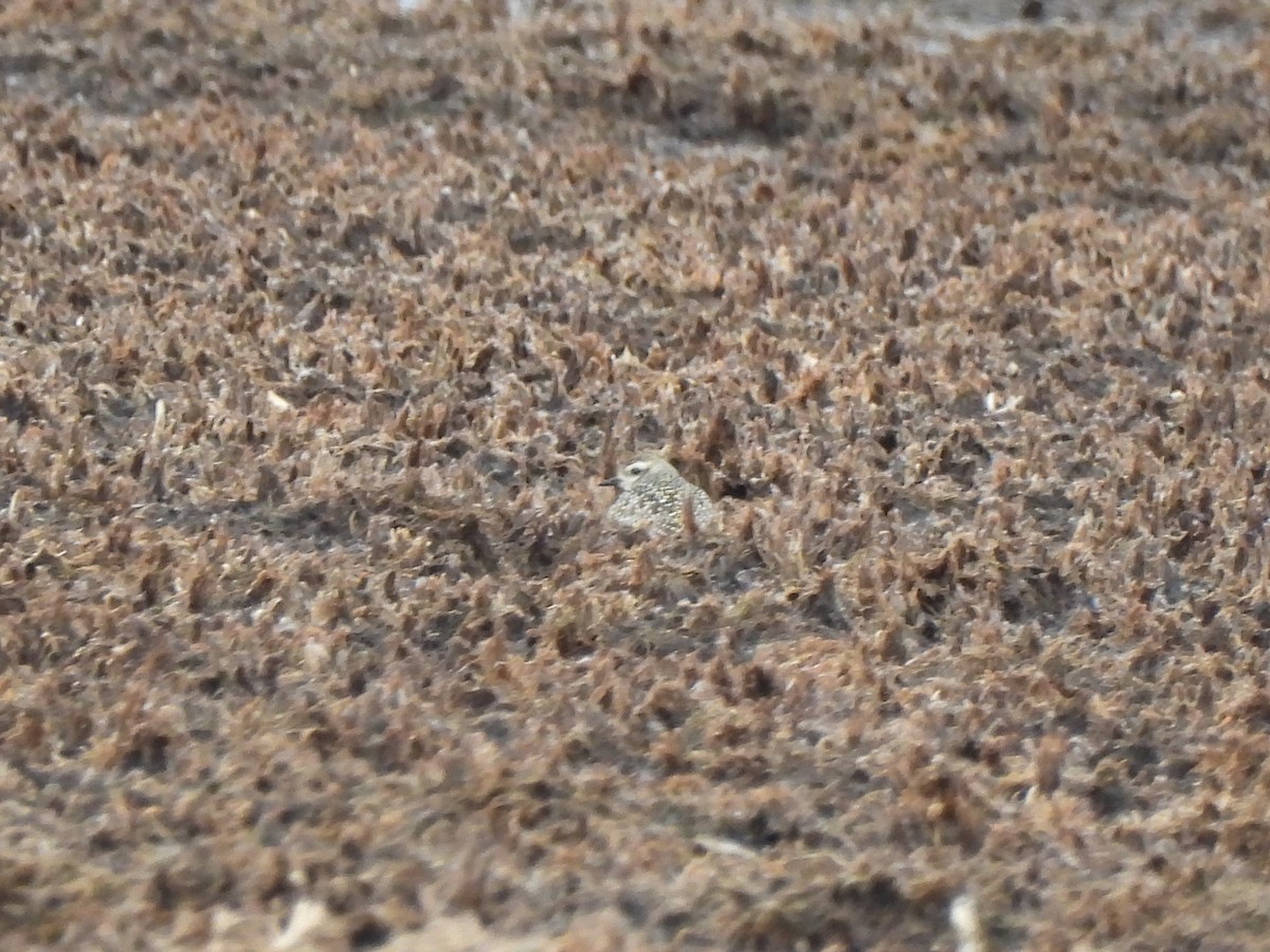 アメリカムナグロ - ML646013570