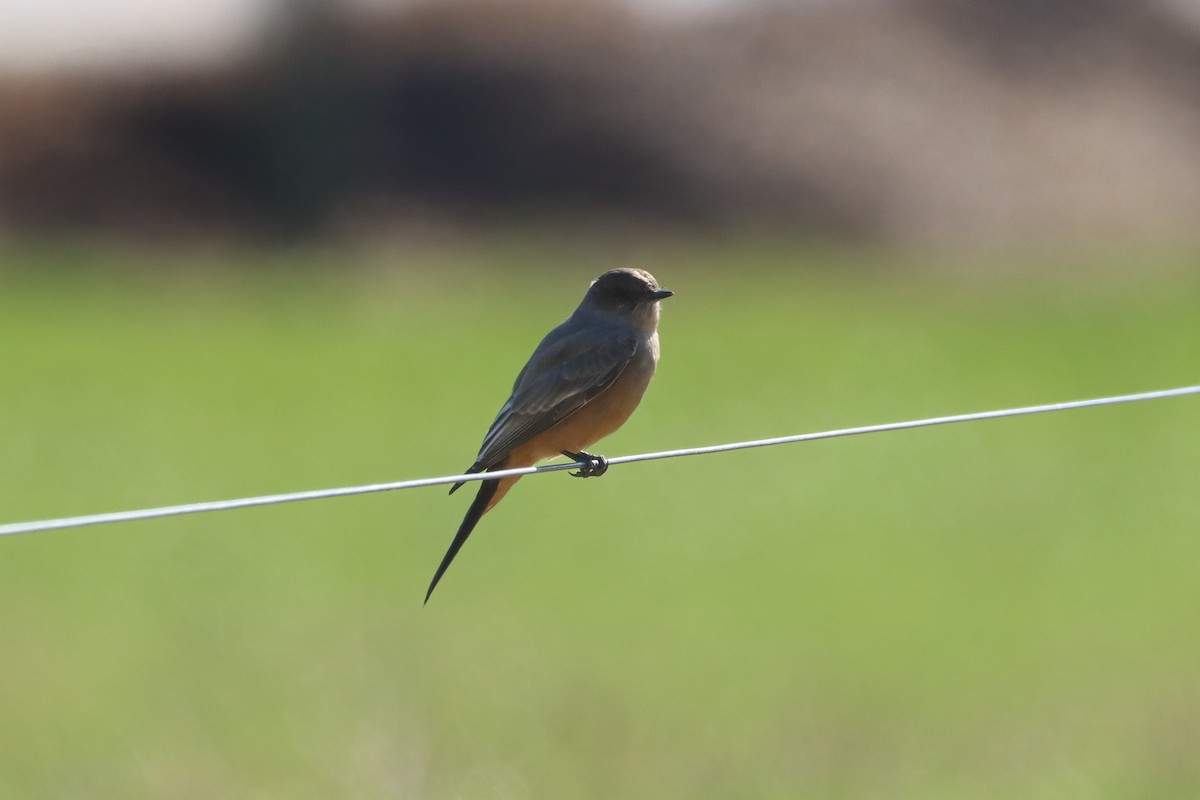 Say's Phoebe - ML646013571