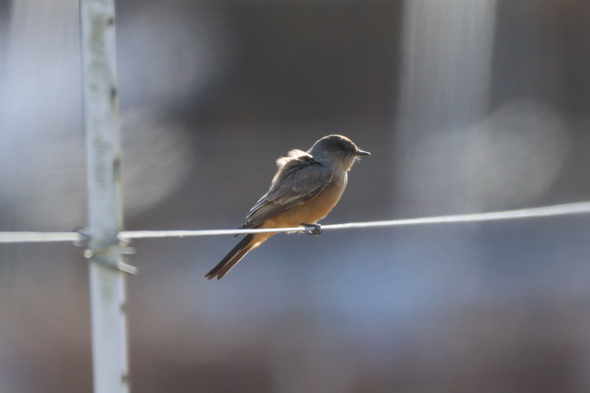 Say's Phoebe - ML646013572