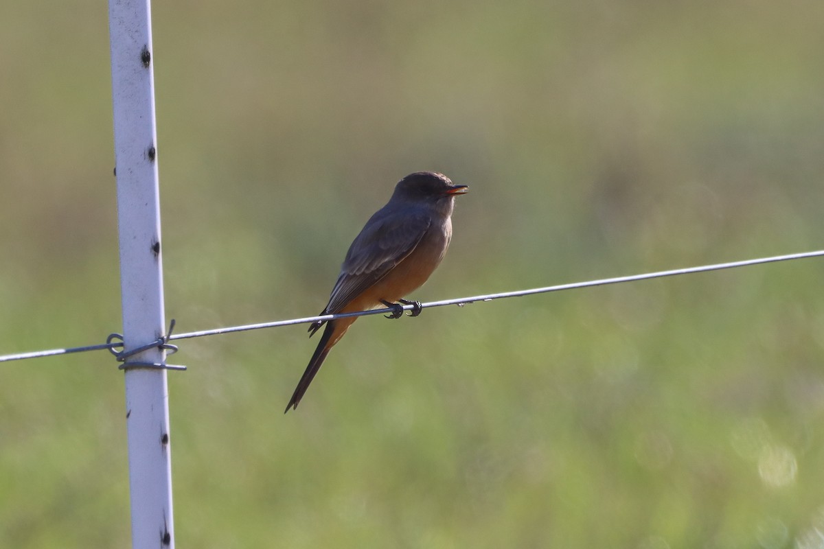 Say's Phoebe - ML646013575