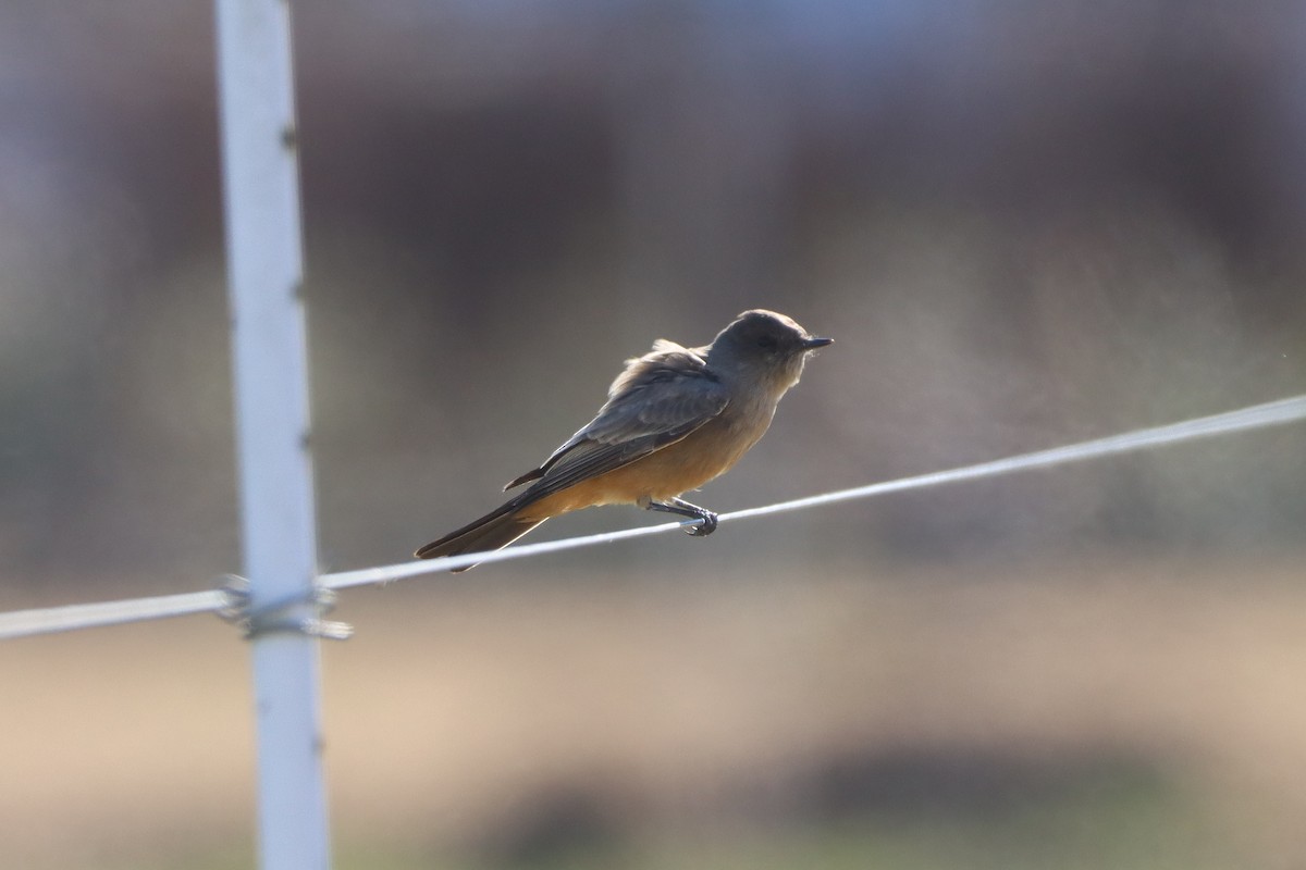Say's Phoebe - ML646013577
