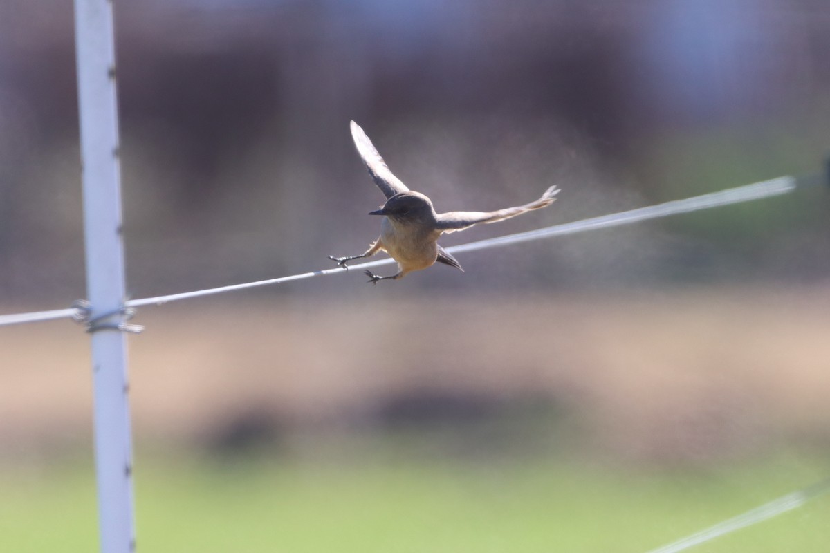 Say's Phoebe - ML646013578