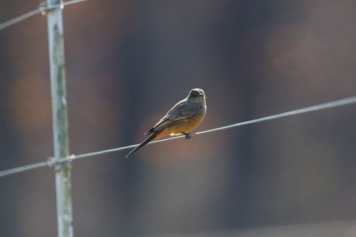Say's Phoebe - ML646013579