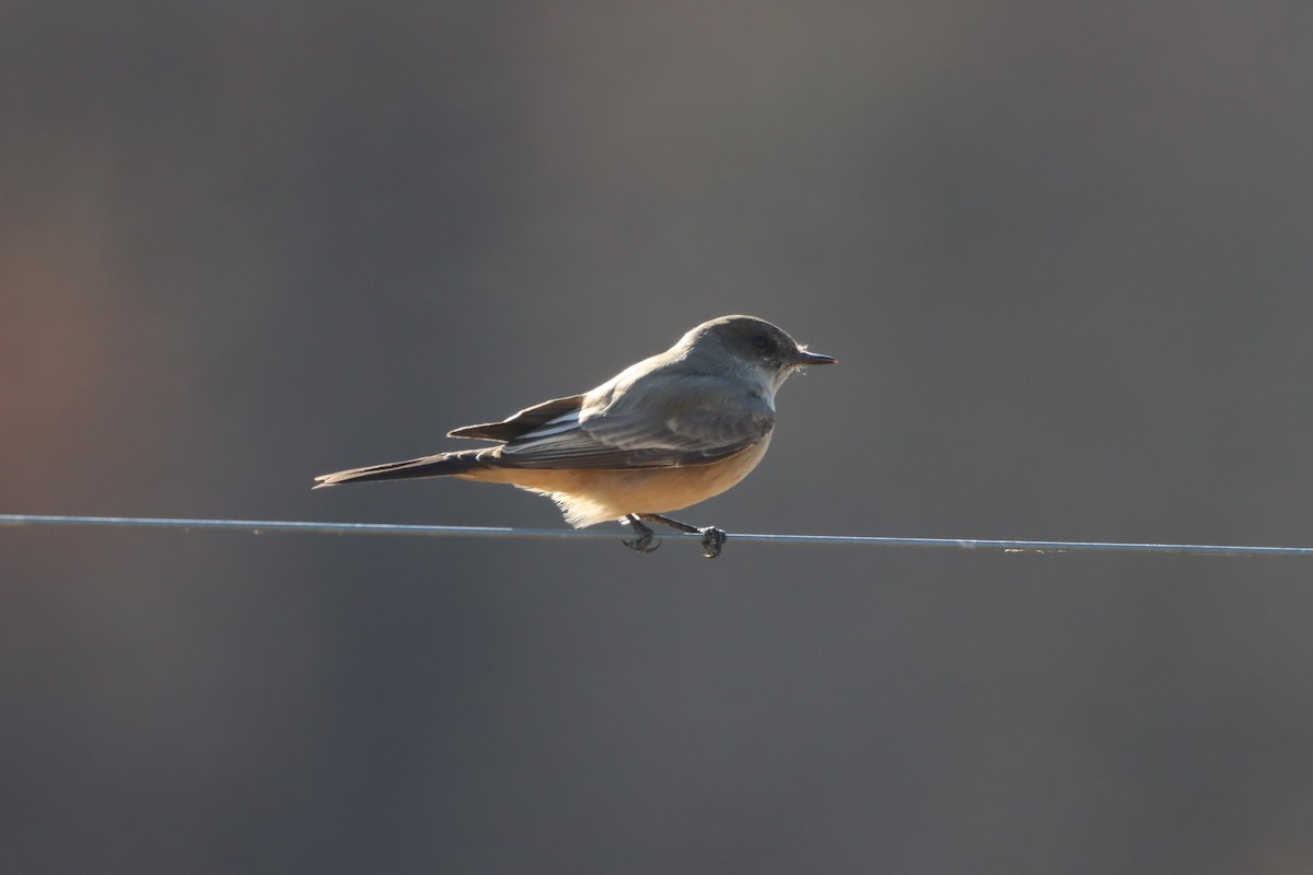 Say's Phoebe - ML646013580