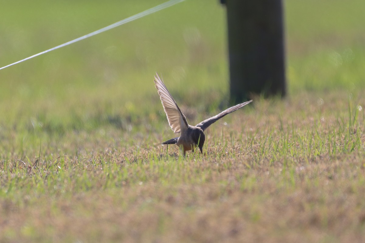 Say's Phoebe - ML646013581