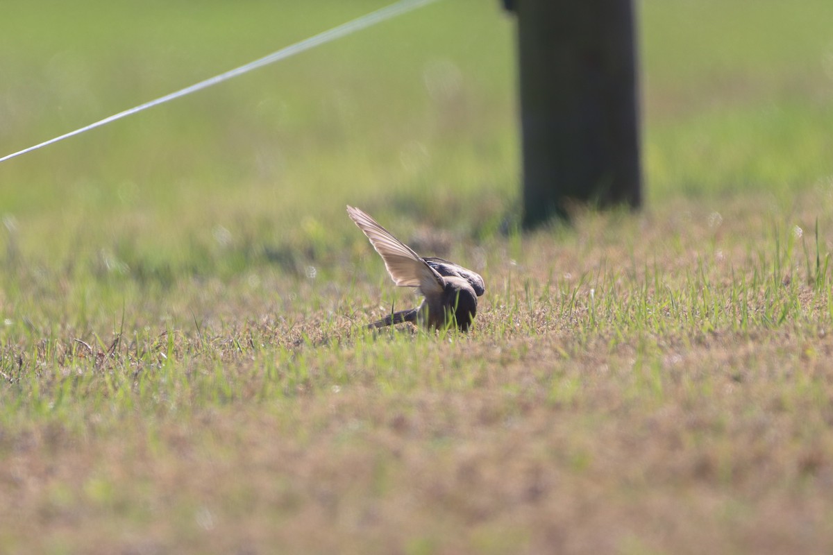 Say's Phoebe - ML646013582