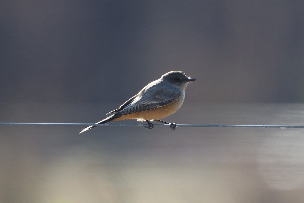 Say's Phoebe - ML646013583