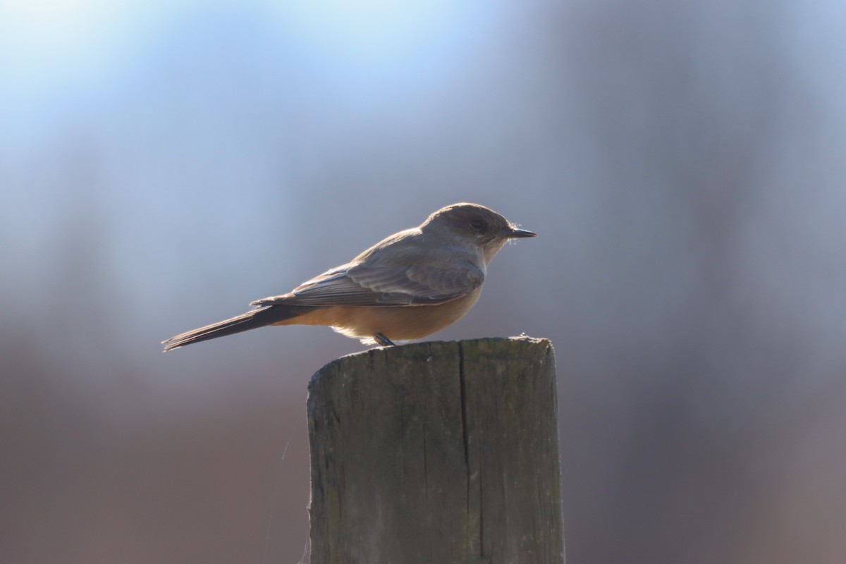 Say's Phoebe - ML646013584