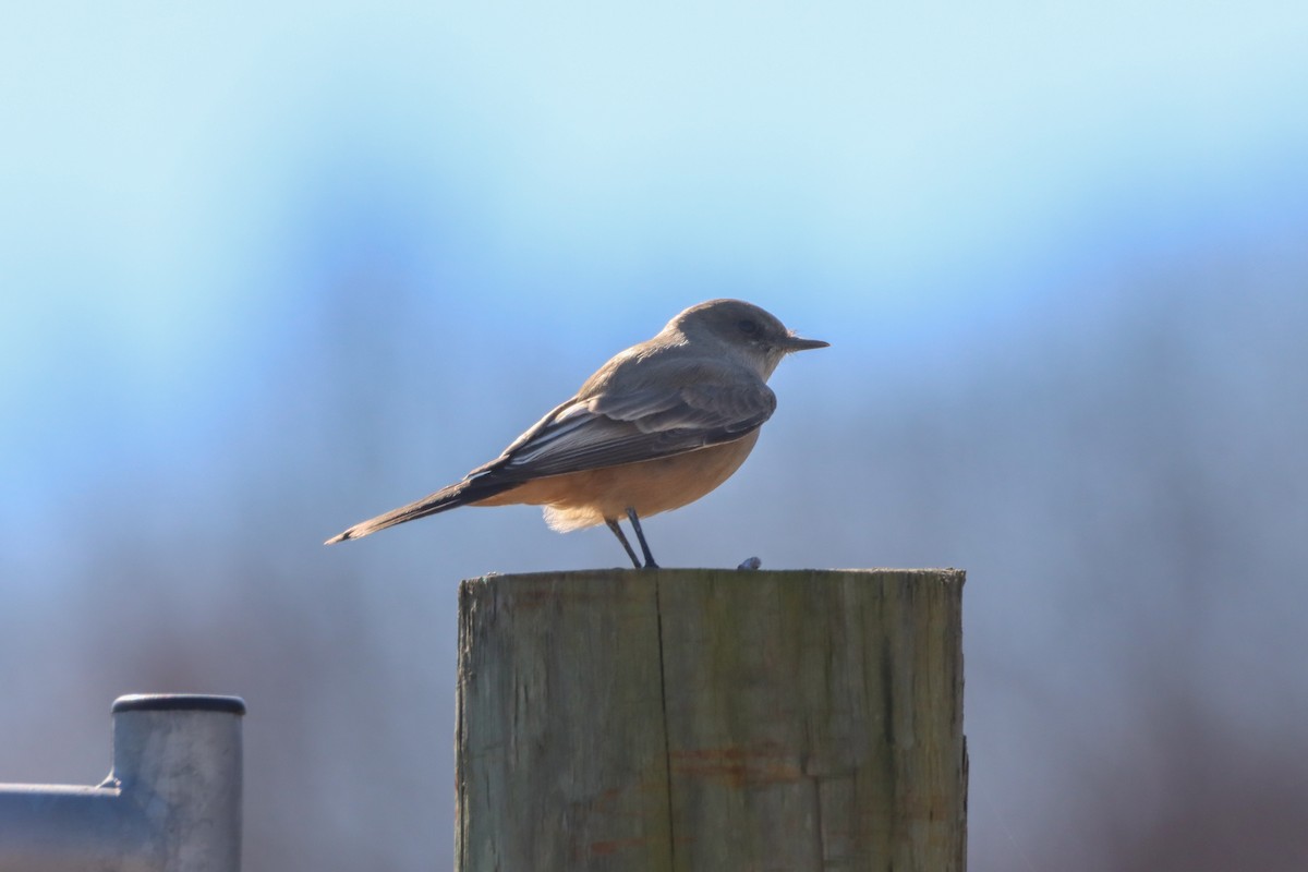 Say's Phoebe - ML646013585