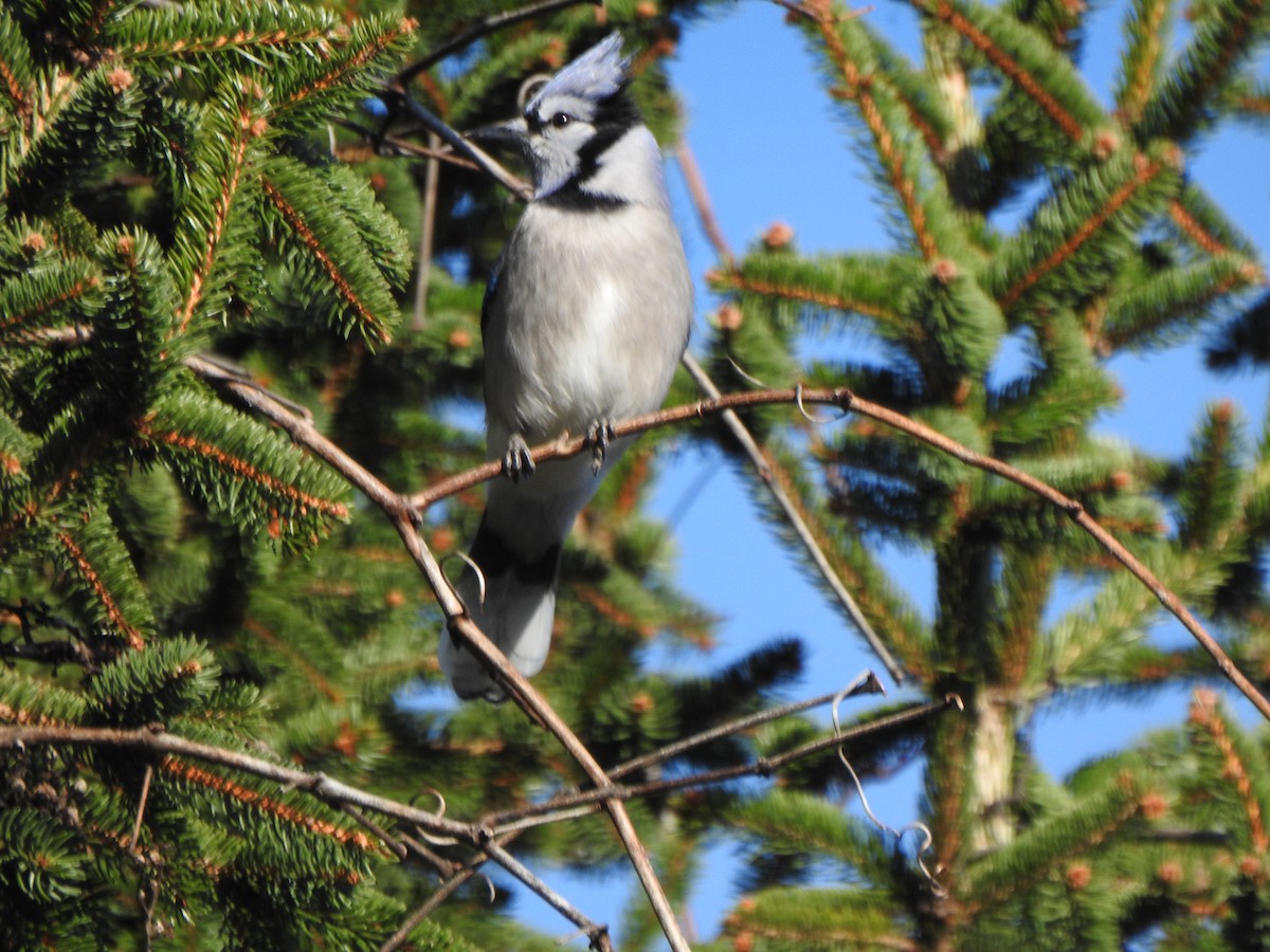 blåskrike - ML646013590