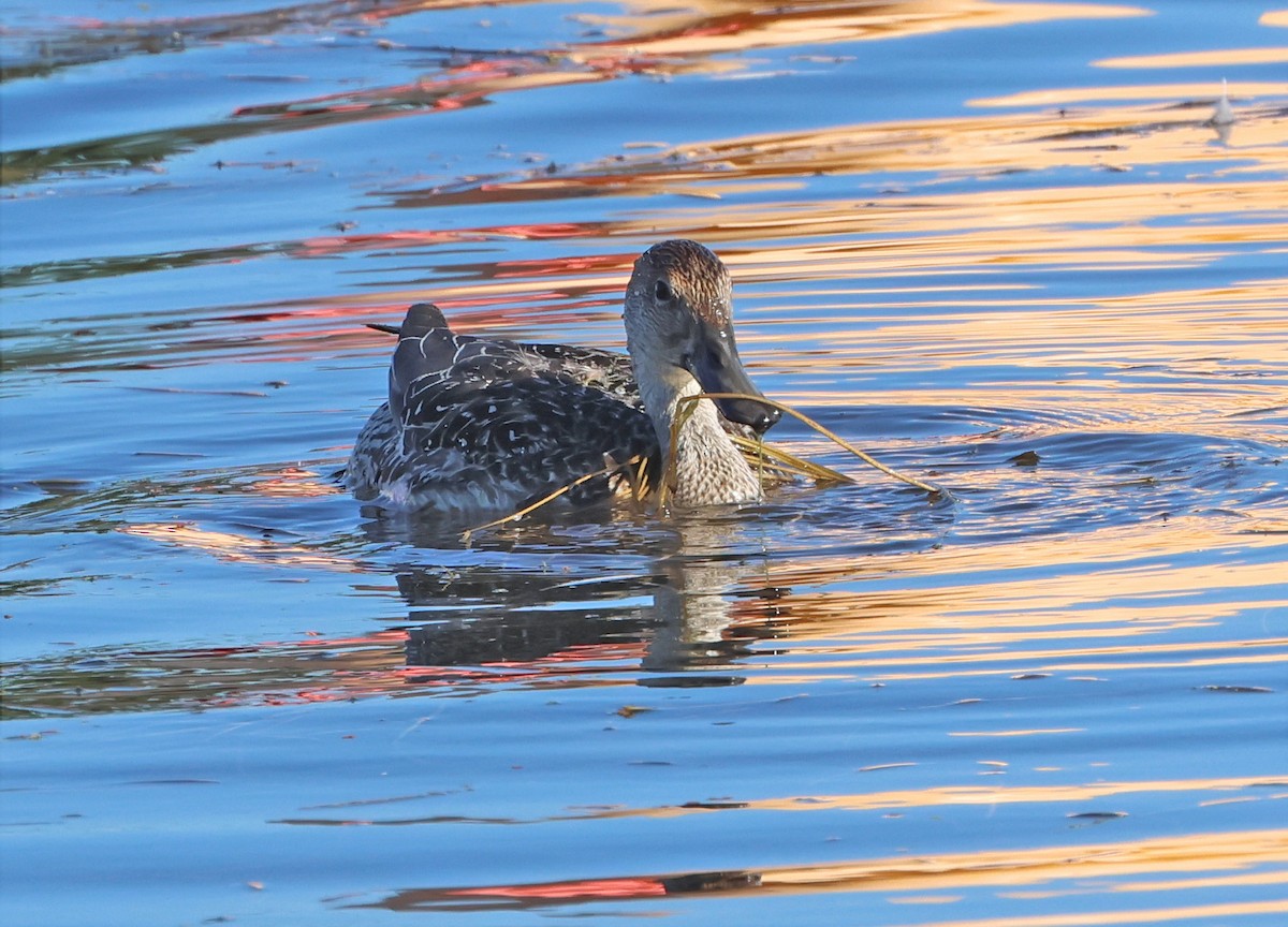 Northern Pintail - ML646013621