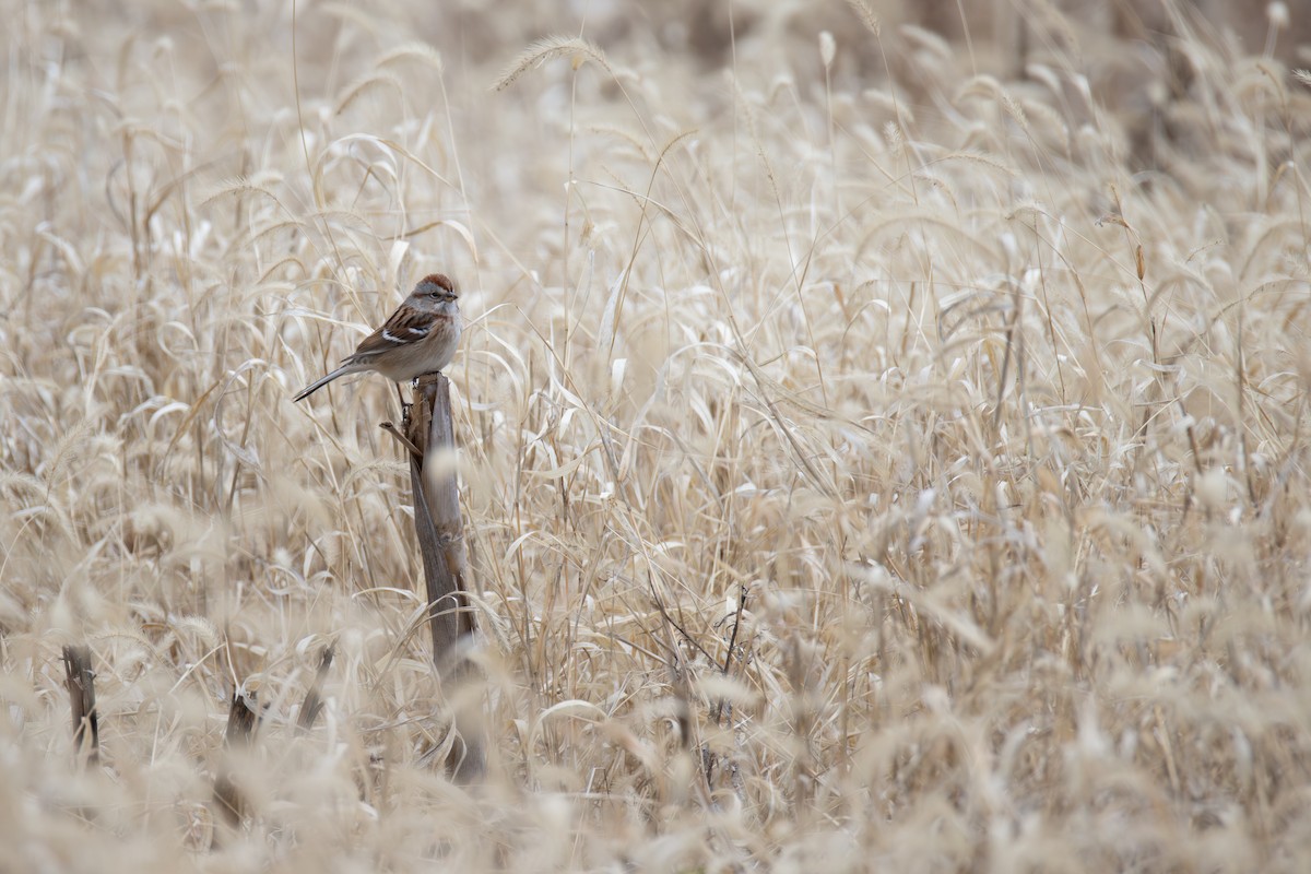 ムナフヒメドリ - ML646013628