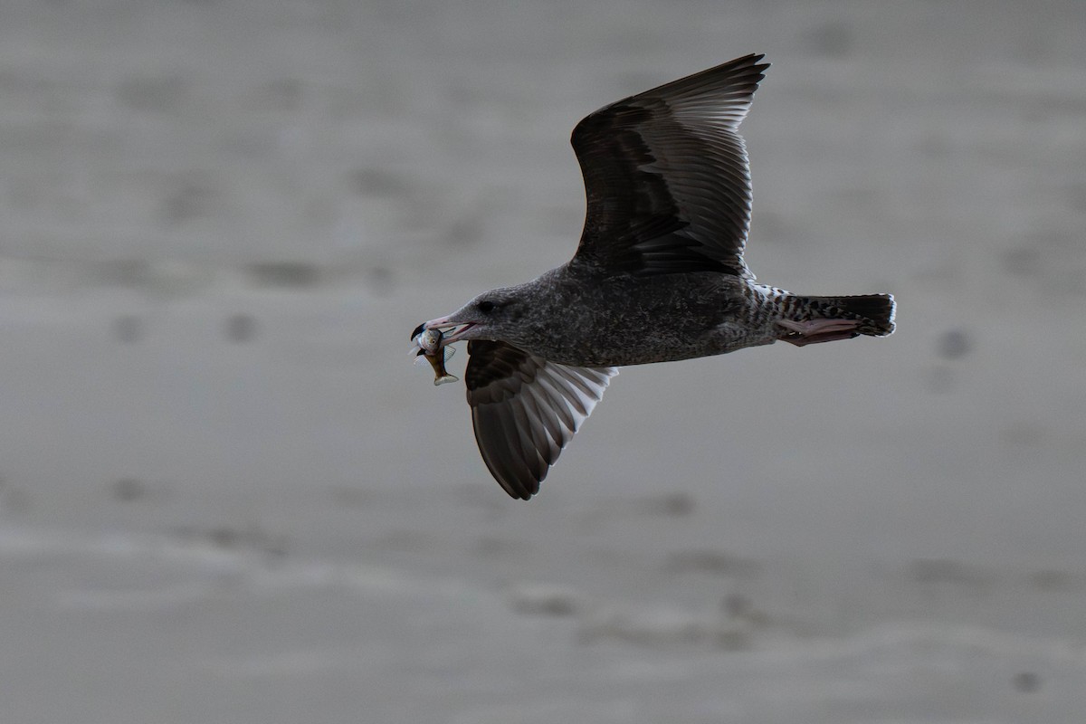 California Gull - ML646013637