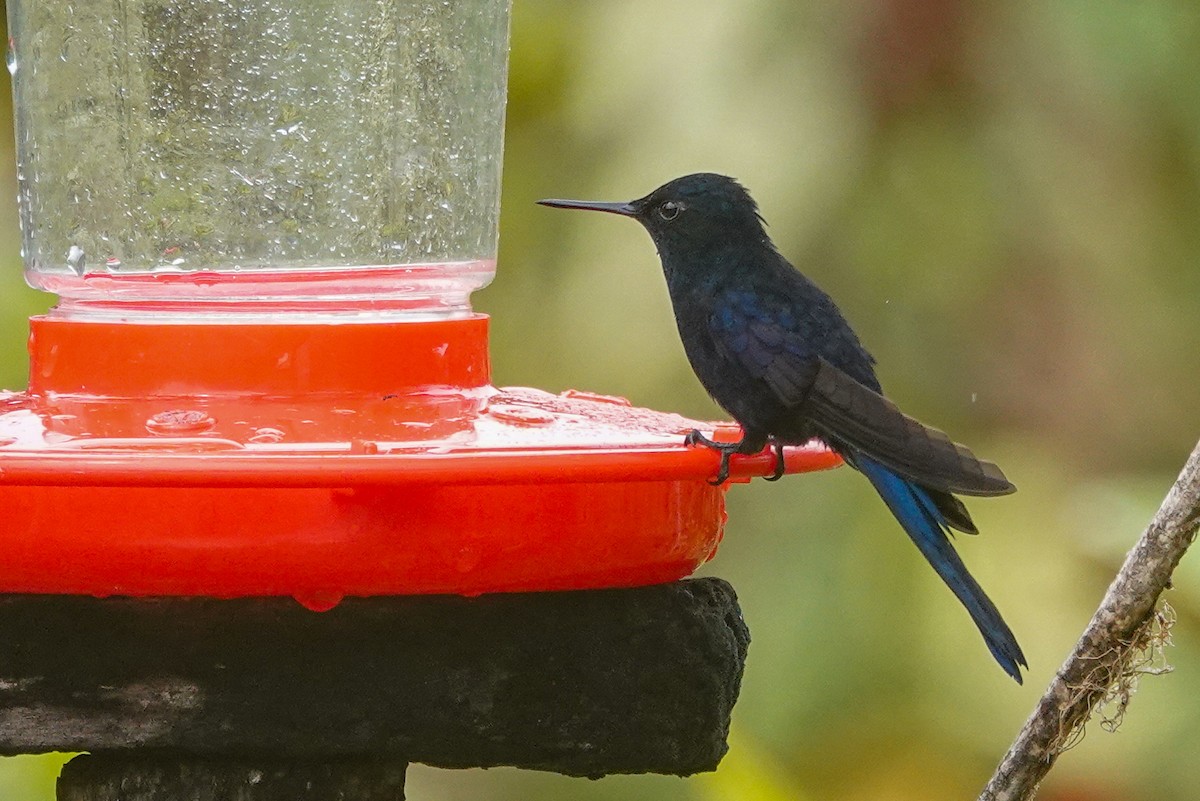 Королевский феб - ML646013638