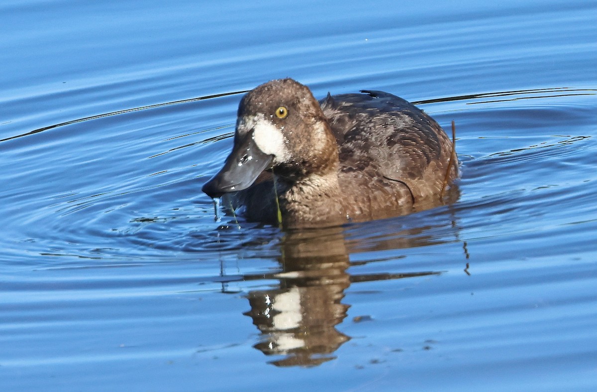Greater Scaup - ML646013652