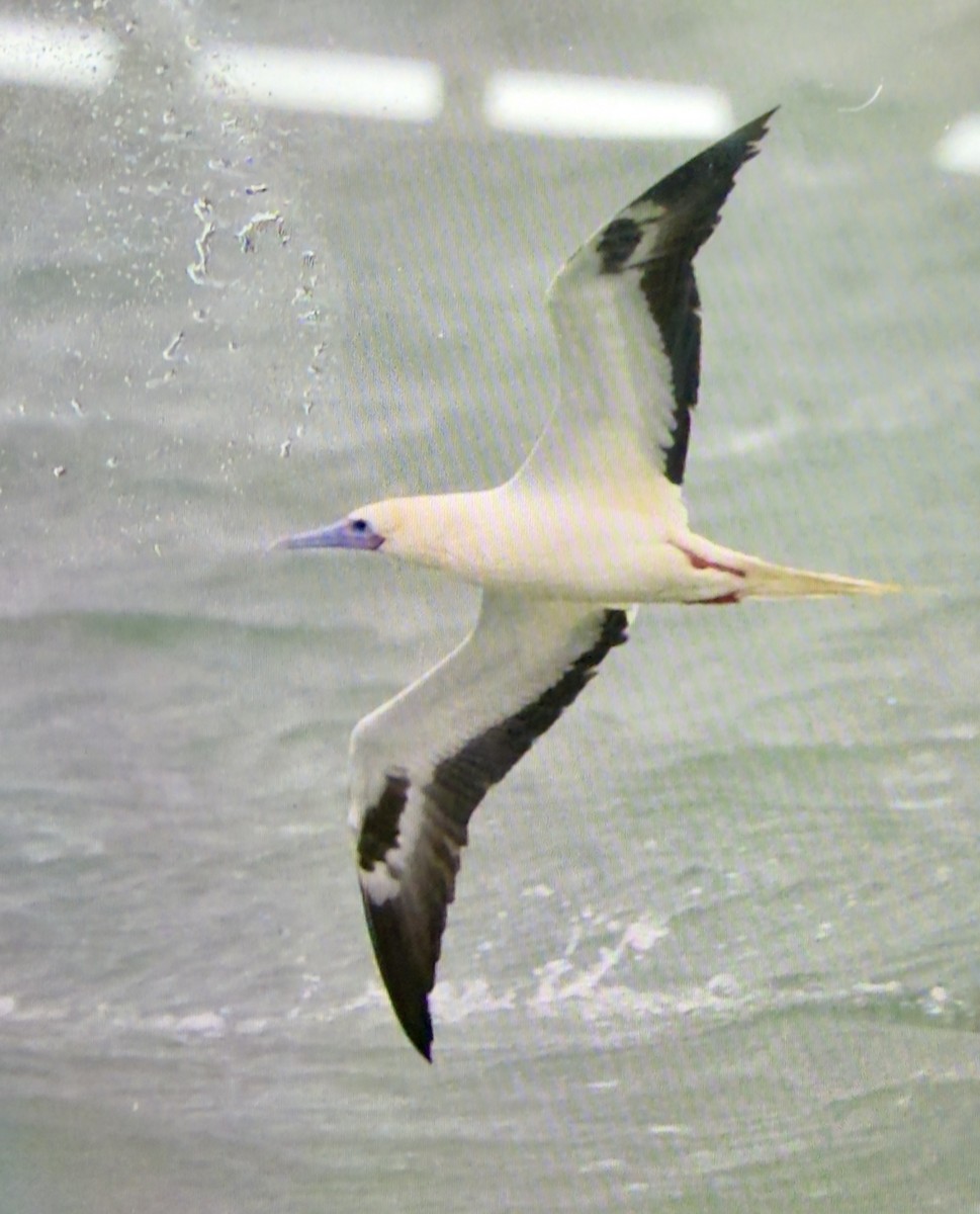 Red-footed Booby - ML646013653