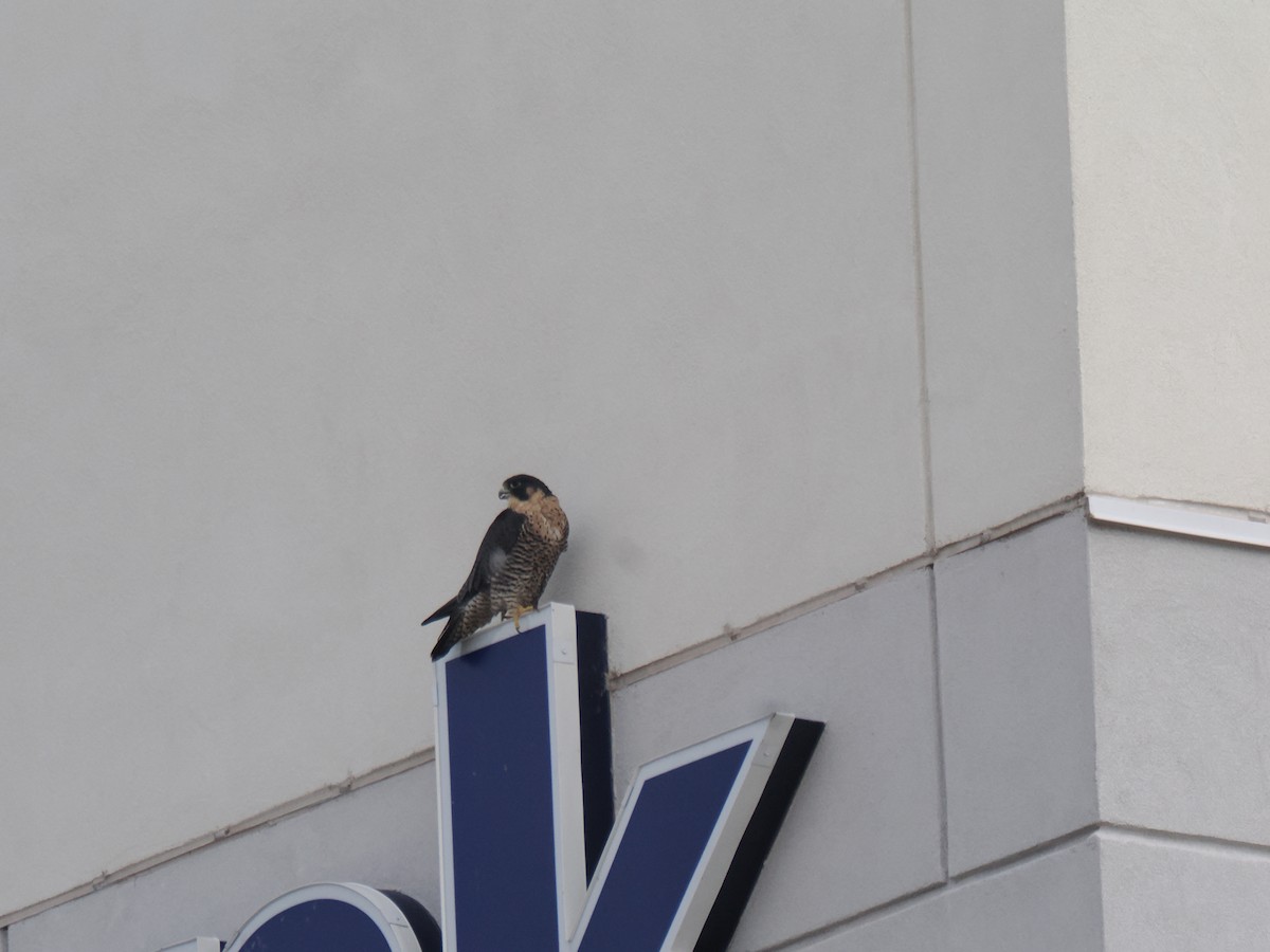 sokol stěhovavý - ML646013660