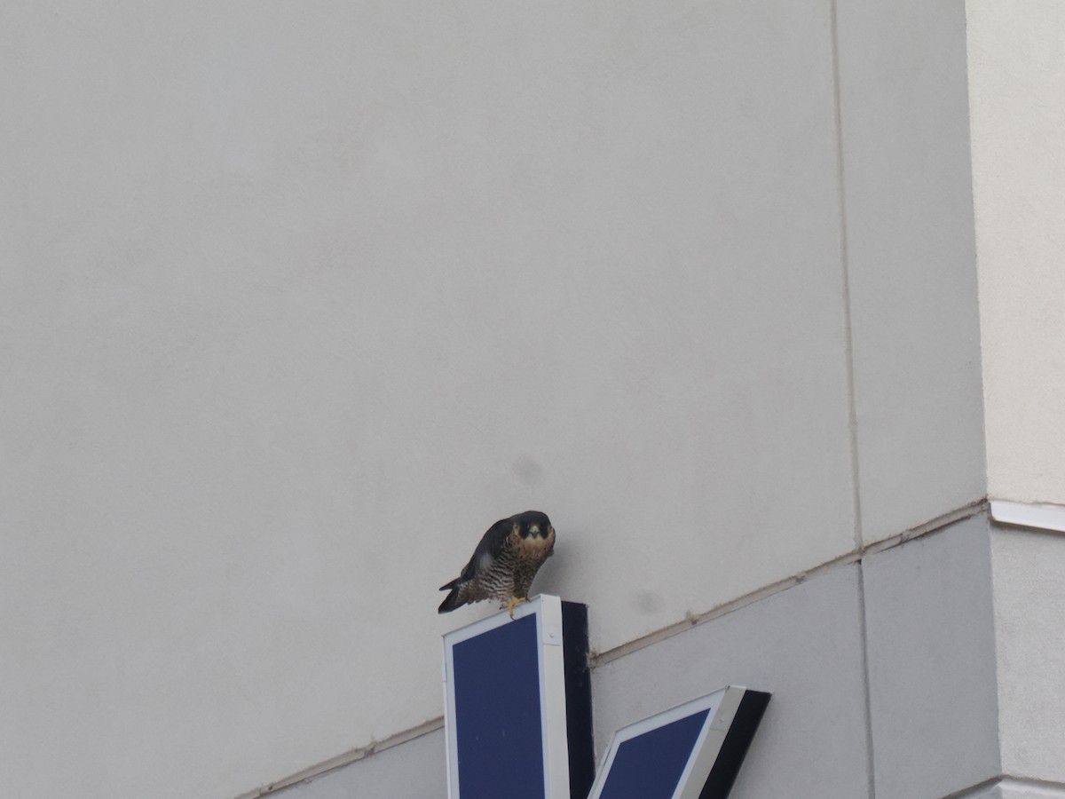 sokol stěhovavý - ML646013661