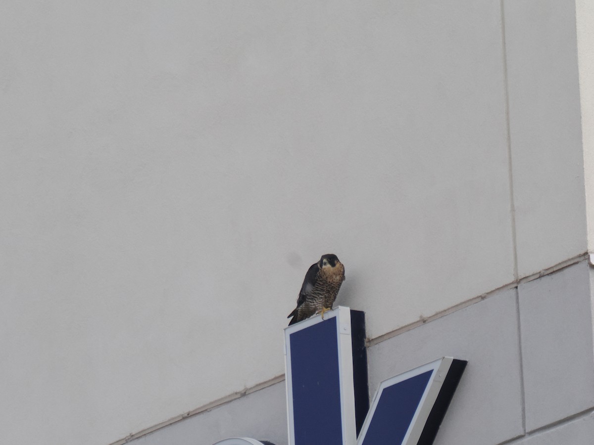 sokol stěhovavý - ML646013662