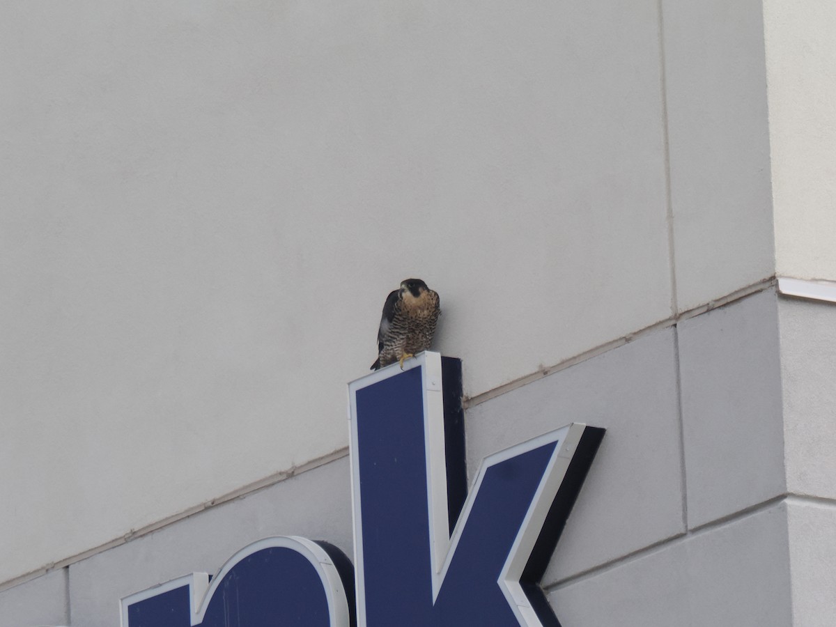 sokol stěhovavý - ML646013663