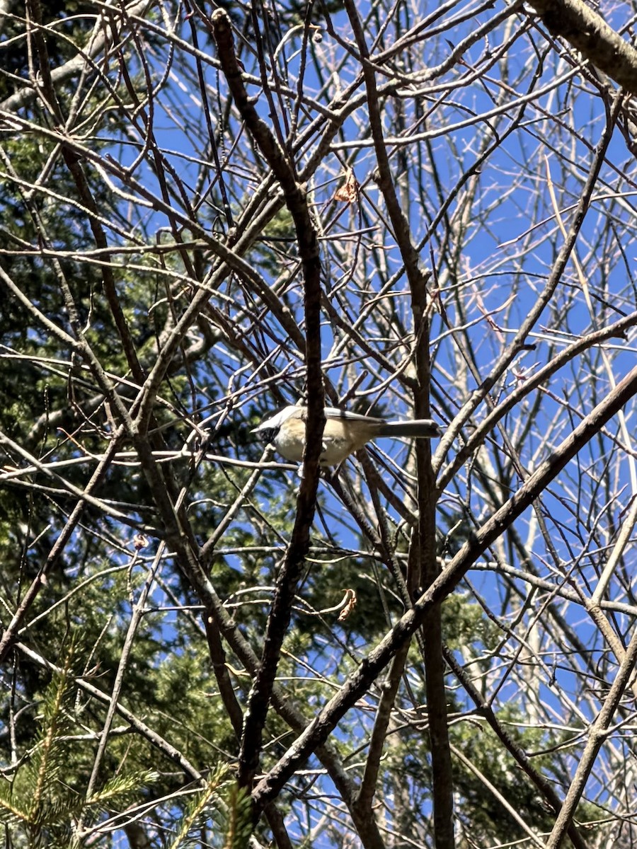 Black-capped Chickadee - ML646013665