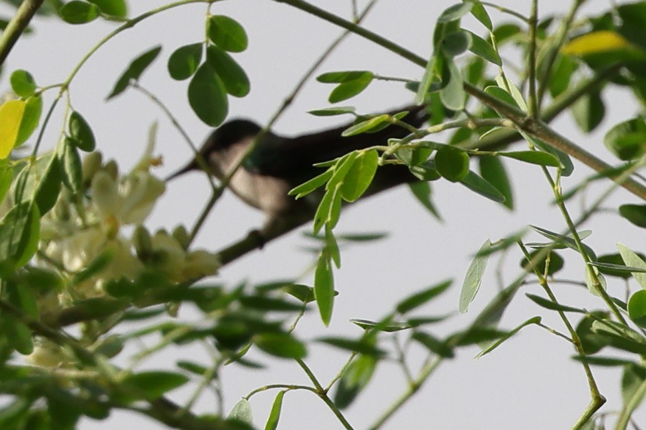 kolibřík chocholatý - ML646013670