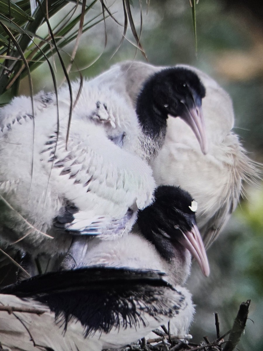 Australian Ibis - ML646013701