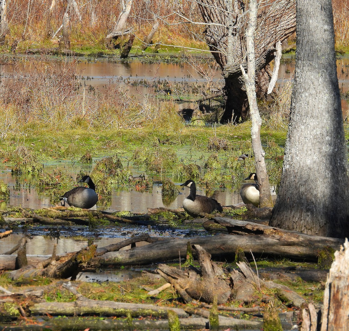ברנטה קנדית - ML646013709