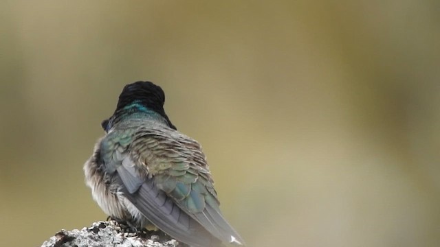 Ecuadorian Hillstar - ML646013723