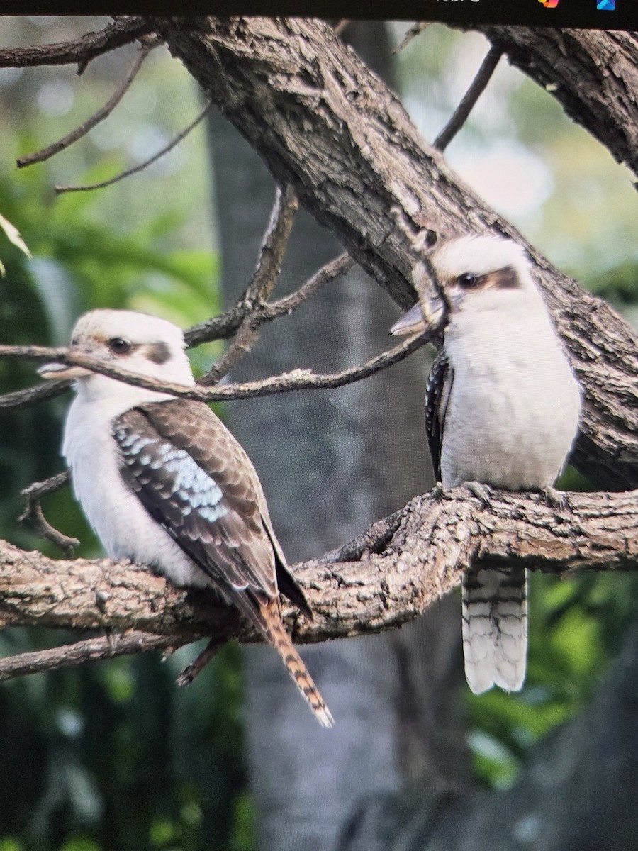 Laughing Kookaburra - ML646013725