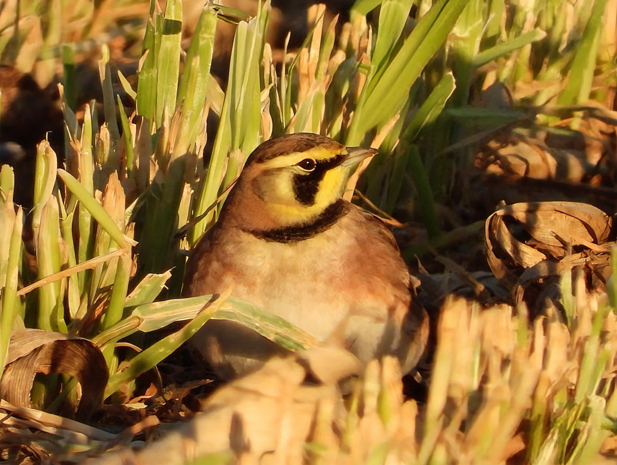 Жайворонок рогатий - ML646013726