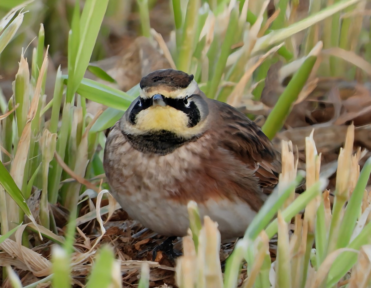 Жайворонок рогатий - ML646013729
