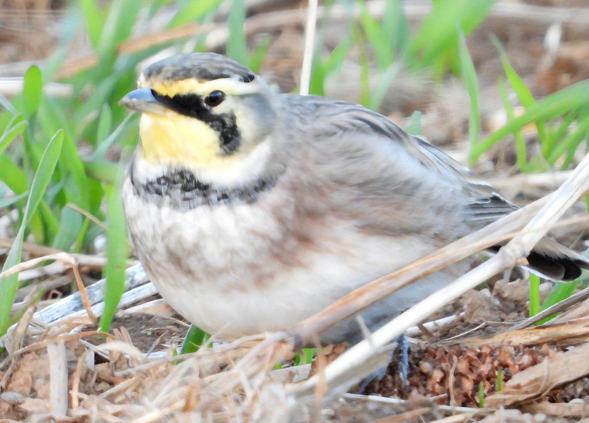 Жайворонок рогатий - ML646013740