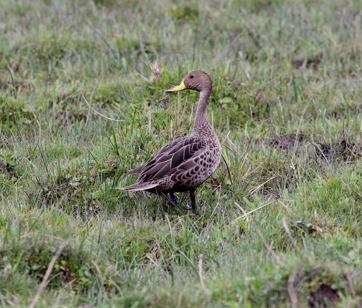 Шилохвіст жовтодзьобий - ML646013742