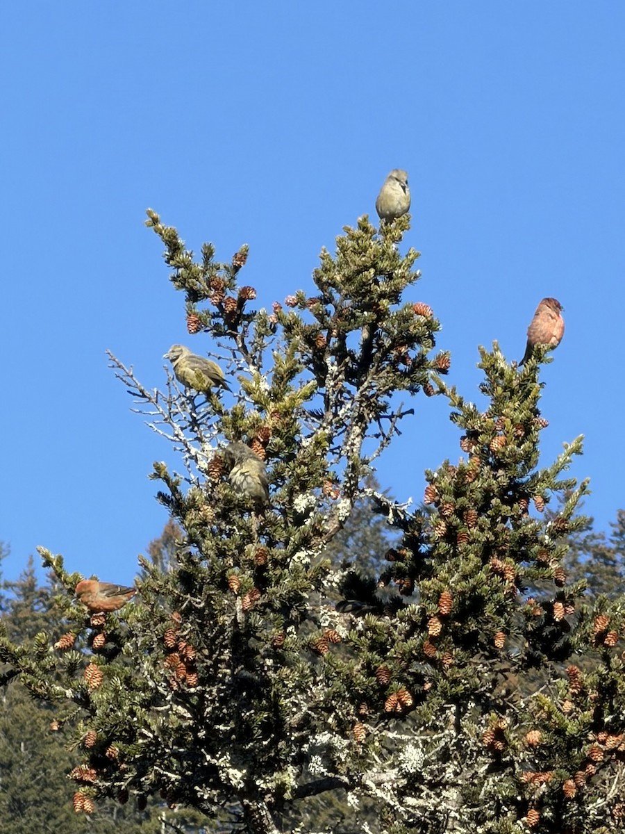 Red Crossbill - ML646013745