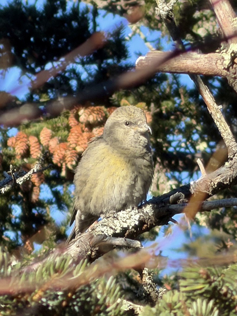 Red Crossbill - ML646013746