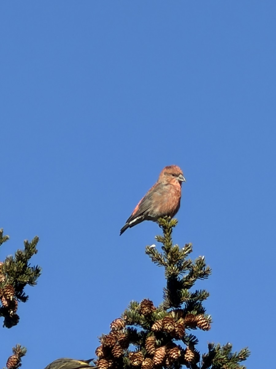Red Crossbill - ML646013747