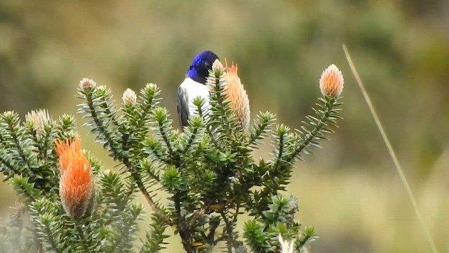 Ecuadorian Hillstar - ML646013748