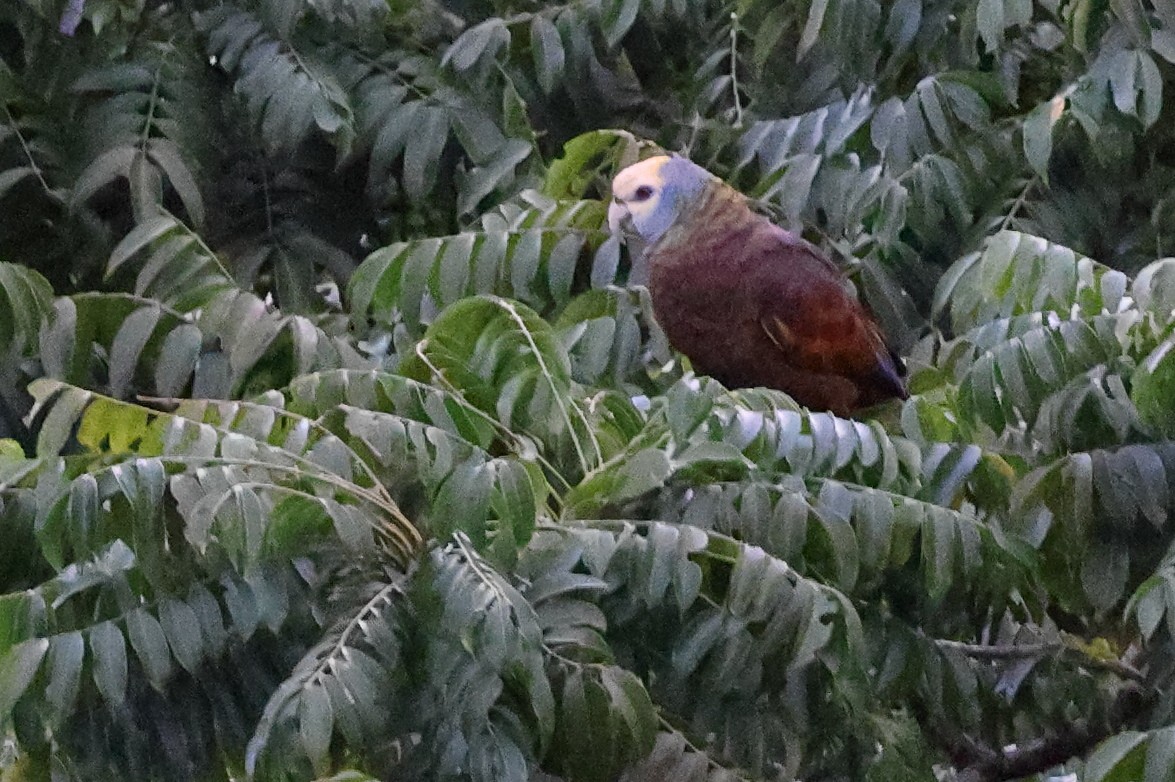 amazoňan ohnivý - ML646013751